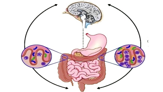 eje-intestino-cerebro-y-microbiota